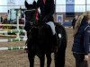 jumper Westcliffs Poetic Fenian (Connemara Pony, 2012, from Poetic Kelly Rc 108)