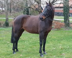 broodmare Fibi (Rhinelander, 2004, from Fidermark)