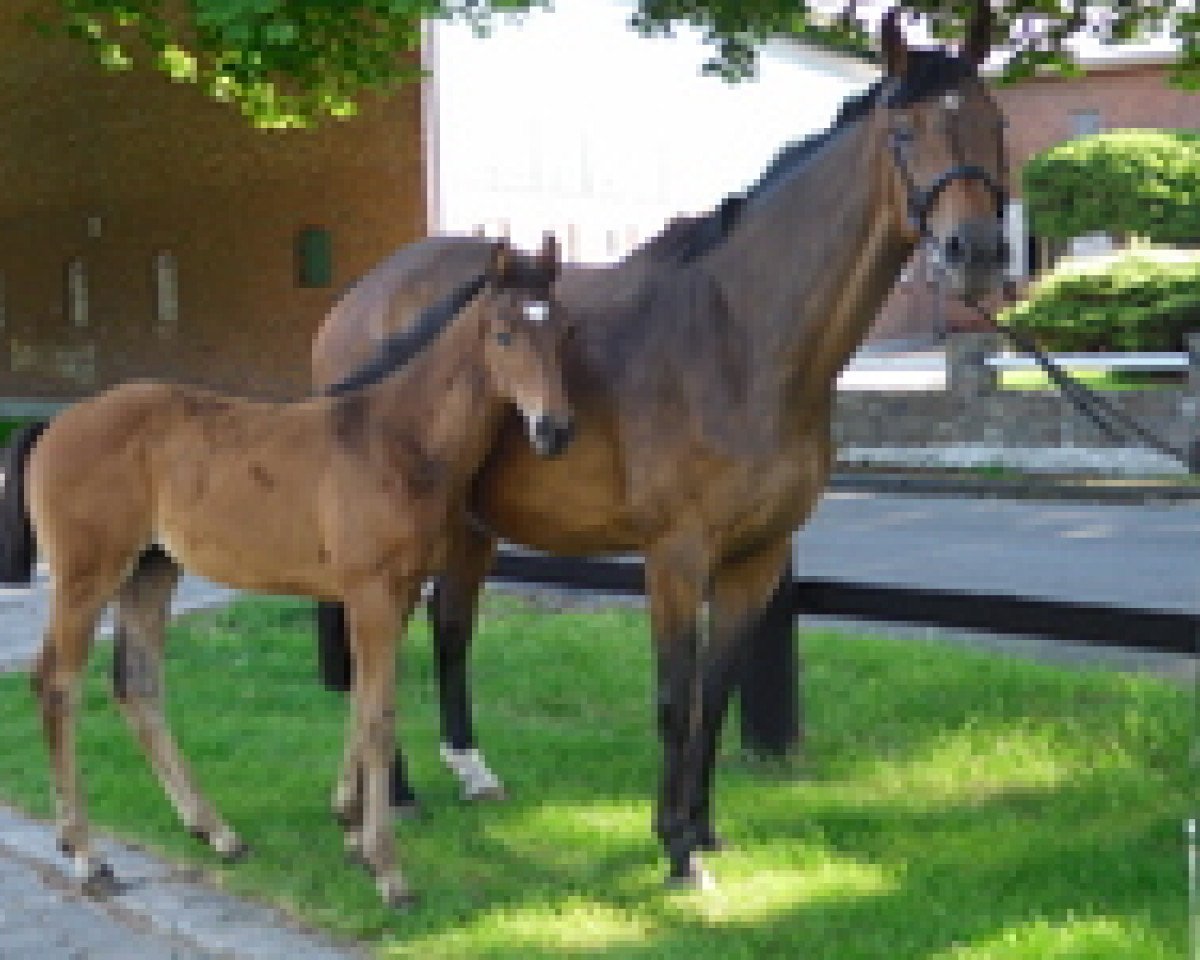 broodmare Rhapsodie I.H (Holsteiner, 2001, from Esteban xx)