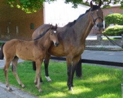 broodmare Rhapsodie I.H (Holsteiner, 2001, from Esteban xx)