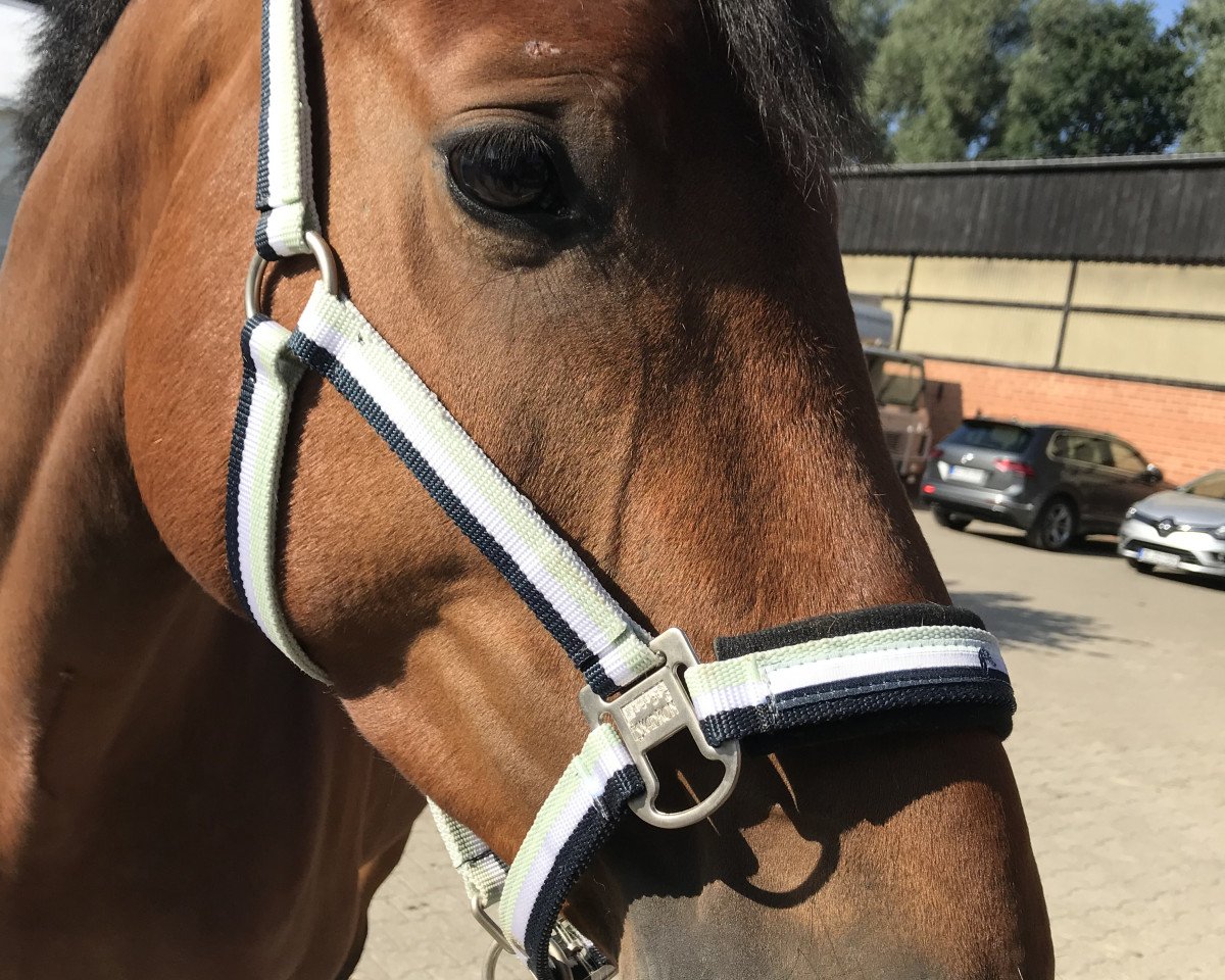 jumper Silver Creek's Vintage (Hanoverian, 2014, from Silver Creek's Validation)
