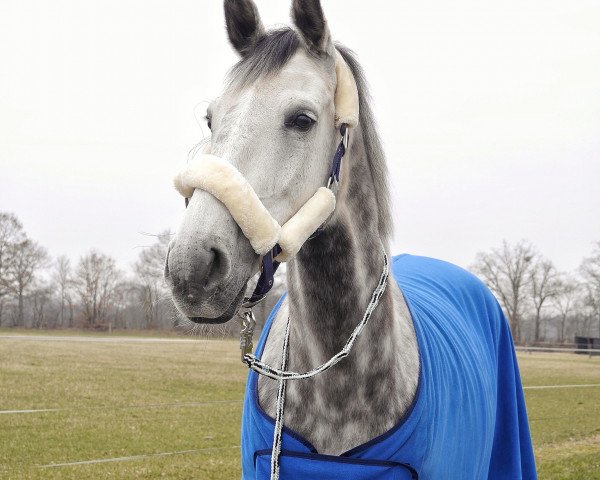 Dressurpferd Leonardo di Klaverborch (KWPN (Niederländisches Warmblut), 2009, von Lucky Boy)