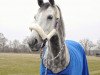 dressage horse Leonardo di Klaverborch (KWPN (Royal Dutch Sporthorse), 2009, from Lucky Boy)