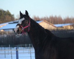 dressage horse Zibeline 3 (KWPN (Royal Dutch Sporthorse), 2004, from Prestige)