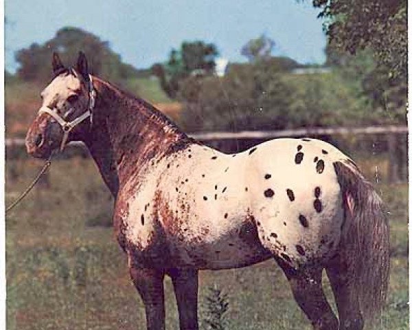 stallion Rustler Bill (Appaloosa, 1954, from Matador Dun)