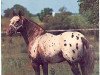 Deckhengst Rustler Bill (Appaloosa, 1954, von Matador Dun)