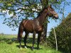 jumper Quinn 51 (Hanoverian, 2013, from Quidam's Rubin)