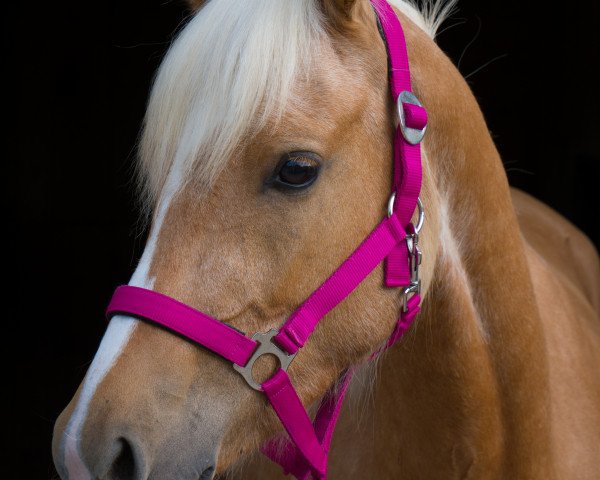 Zuchtstute Hesselteichs Amicelli (Deutsches Reitpony, 2015, von A Gorgeous)