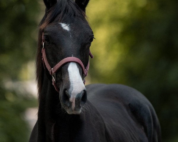 Zuchtstute Dallas (Deutsches Sportpferd, 2020, von Balvenie 3)