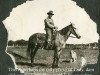 broodmare Lady (Arab half breed / Partbred, 1930)