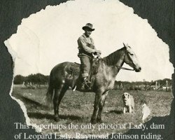 Zuchtstute Lady (Arabisches Halbblut / Partbred, 1930)