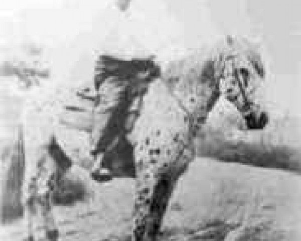 stallion Daylight (Appaloosa, 1928, from Starbuck Leopard)