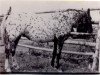 broodmare Leopard Lady (Appaloosa, 1937, from Sundance)