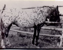 Zuchtstute Leopard Lady (Appaloosa, 1937, von Sundance)