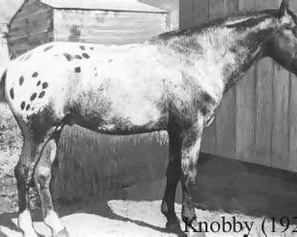 Deckhengst Knobby (Appaloosa, 1918)