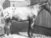 stallion Knobby (Appaloosa, 1918)