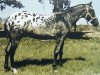 Deckhengst Patchy Jr. (Appaloosa, 1952, von Patchy)