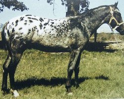 Deckhengst Patchy Jr. (Appaloosa, 1952, von Patchy)