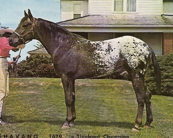 Deckhengst Shavano (Appaloosa, 1955, von Patchy Jr.)