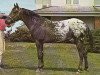 Deckhengst Shavano (Appaloosa, 1955, von Patchy Jr.)