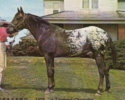 Deckhengst Shavano (Appaloosa, 1955, von Patchy Jr.)