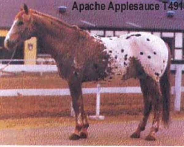 stallion Apache Applesauce (Appaloosa, 1959, from Apache Kid)