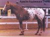 Deckhengst Apache Applesauce (Appaloosa, 1959, von Apache Kid)