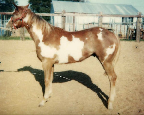 Deckhengst Marathon (Paint Horse, 1977, von Versary Bars)