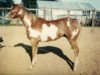 stallion Marathon (Paint Horse, 1977, from Versary Bars)