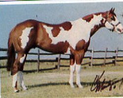 stallion Verse Bars (Paint Horse, 1983, from Versary Bars)