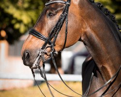 dressage horse San Milano (Bavarian, 2007, from Sunny-Boy)