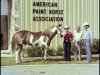 stallion Versary Bars (Paint Horse, 1970, from Painted Robin)