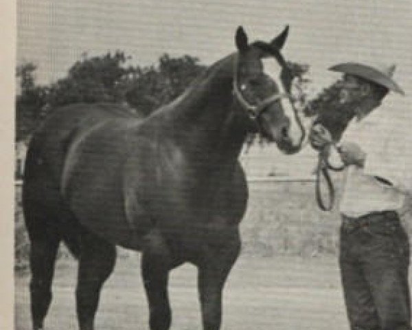 stallion Leo San Siemon (Quarter Horse, 1949, from Leo San)