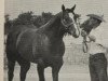 Deckhengst Leo San Siemon (Quarter Horse, 1949, von Leo San)