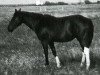 Zuchtstute Maggie (Paint Horse, 1956, von Silver T)