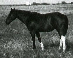 broodmare Maggie (Paint Horse, 1956, from Silver T)