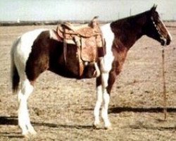 Zuchtstute Cherokee Maiden (Paint Horse, 1960, von Osage Dan)