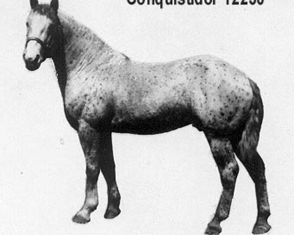 stallion Conquistidor (Appaloosa, 1952)