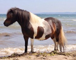 broodmare Dior of Baltic Sea (Shetland Pony, 2010, from Vitus von der Ostsee)