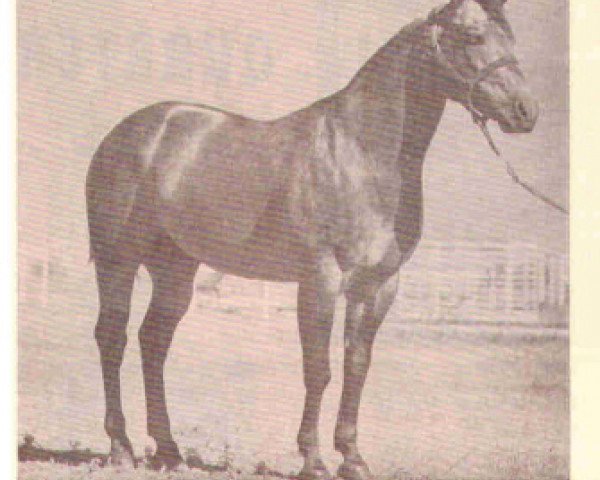 Deckhengst Poco Stampede (Quarter Horse, 1952, von Poco Bueno)