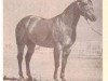 stallion Poco Stampede (Quarter Horse, 1952, from Poco Bueno)