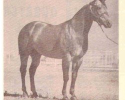 Deckhengst Poco Stampede (Quarter Horse, 1952, von Poco Bueno)