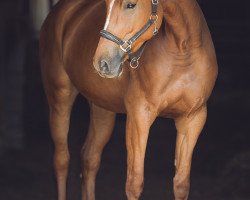 Springpferd Luna Lovegood (Deutsches Sportpferd, 2012, von Landrebell)