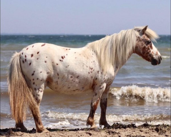 Zuchtstute Chica (Dt.Part-bred Shetland Pony, 1998, von Admiral)