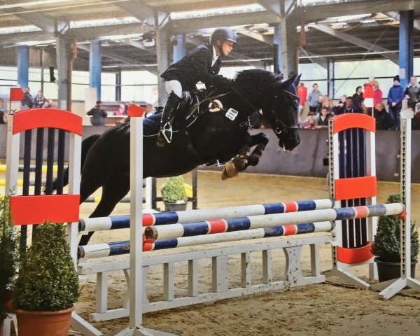 jumper Sandro 316 (German Riding Pony, 1998, from Shaitanx ox)