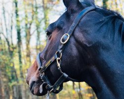 Springpferd Camelot 133 (Holsteiner, 2011, von Contender)