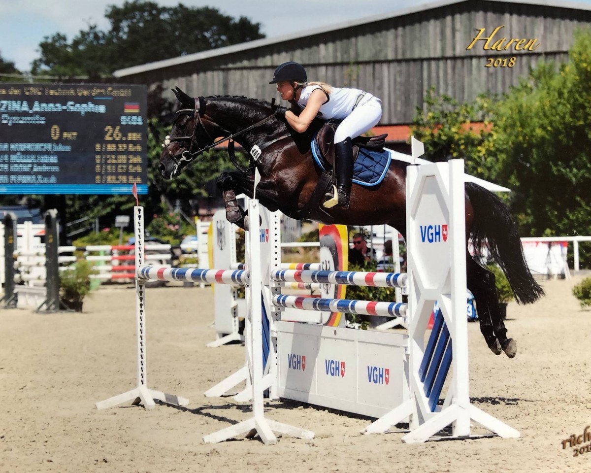 Zuchtstute MPS Darcy Dynamite (Oldenburger Springpferd, 2009, von Diarado)