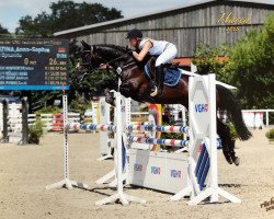 broodmare MPS Darcy Dynamite (Oldenburg show jumper, 2009, from Diarado)