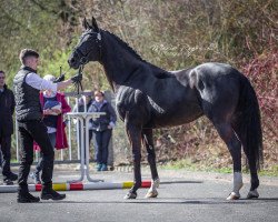 stallion Duke Cd (Hanoverian, 2012, from Destano)