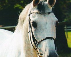 broodmare Campina 14 (Holsteiner, 1999, from Corrado II)